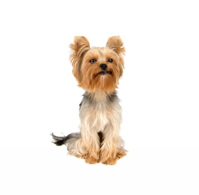 Sticker  Yorkshire Terrier