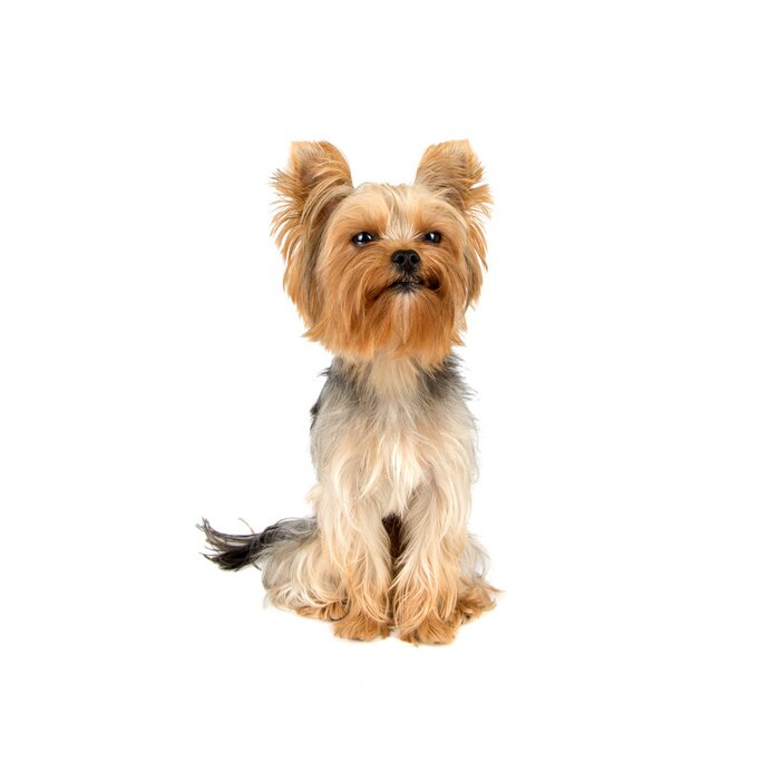 Sticker  Yorkshire Terrier