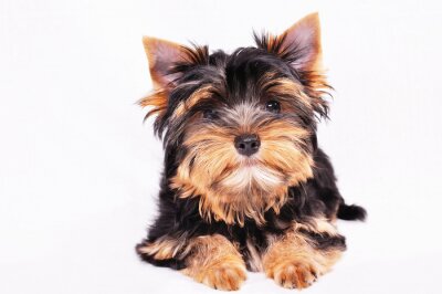 Sticker  Yorkshire terrier chiot sur un fond blanc