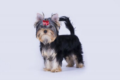Sticker  Yorkshire terrier chiot sur un fond isolé