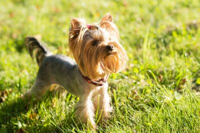 Sticker  Yorkshire terrier, pet friendly, petit chien