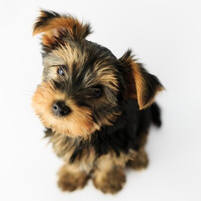 Sticker  Yorkshire terrier - portrait of a cute puppy