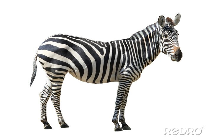 Sticker  Zebra