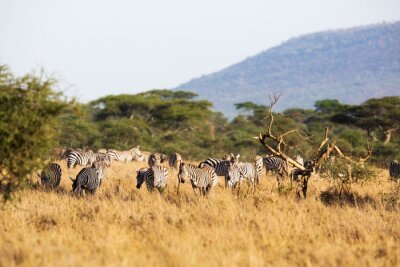 Sticker  Zebra alimentation en Afrique