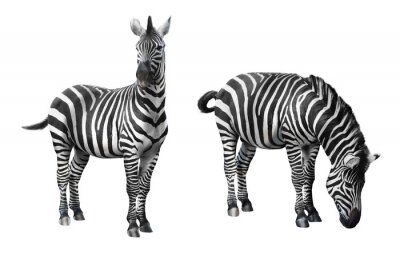 Sticker  Zebra isolé sur fond blanc