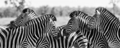 Sticker  Zebra troupeau photo noir et blanc avec des têtes ensemble