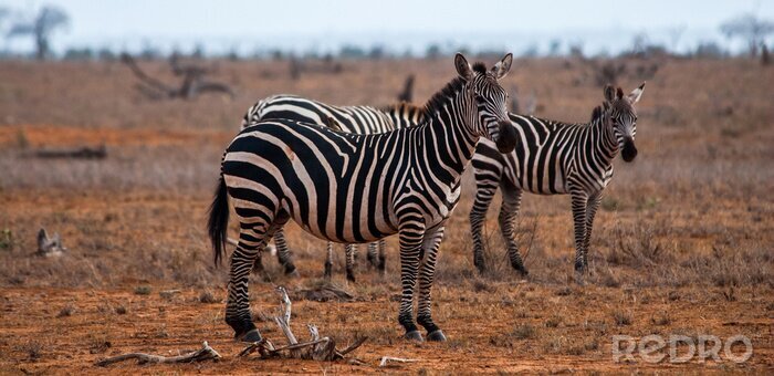 Sticker  Zebras, Parc national de Tsavo Est
