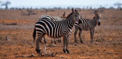 Sticker  Zebras, Parc national de Tsavo Est