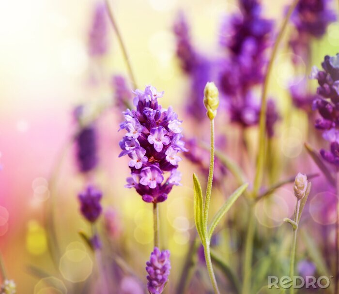 Tableau  3D lavande et bourgeons plan rapproché