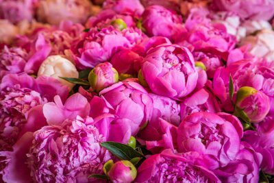 Tableau  A full frame photograph of pretty pink peonies for sale on a market stall, with a shallow depth of field