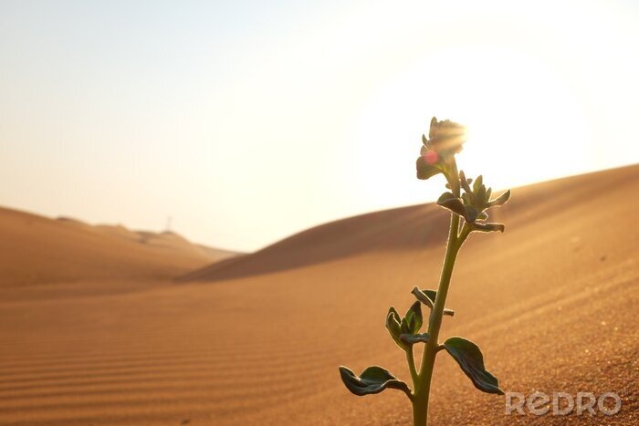 Tableau  A silhouette of a growing plant on a hot and dry desert land showing sprong season, hope and new life concept