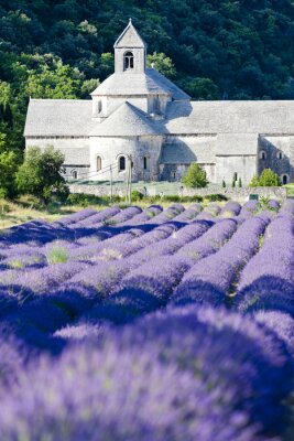 Tableau  Abbaye de Sénanque avec champ de lavande, Provence, France