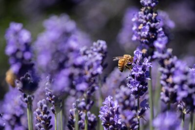 Tableau  Abeille à miel récoltant du pollen dans un champ de lavande