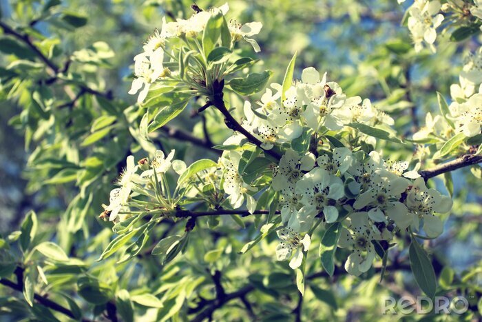 Tableau  Abeilles sur des branches fleuries