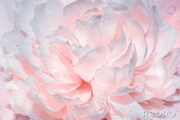 Tableau  Abstract background with flowers. Light gentle pink background from peony petals. Peony flower in dew drops close up. Peony in drops of water, close-up.