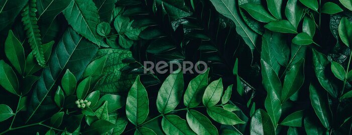 Tableau  Abstract green leaves nature texture background. Creative layout for design