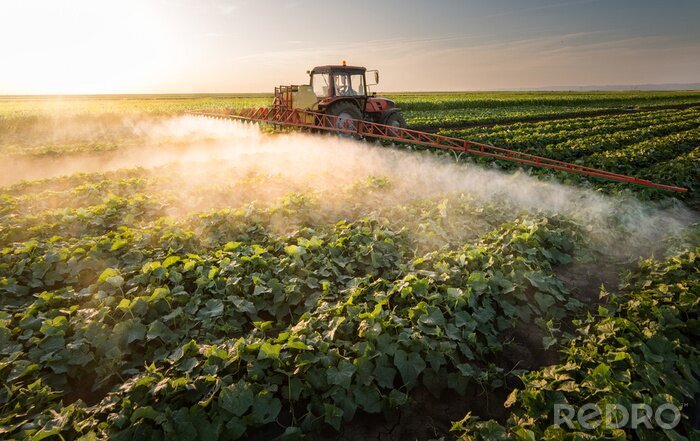 Tableau  Agriculteur sur un tracteur avec un pulvérisateur rend l'engrais pour les jeunes légumes