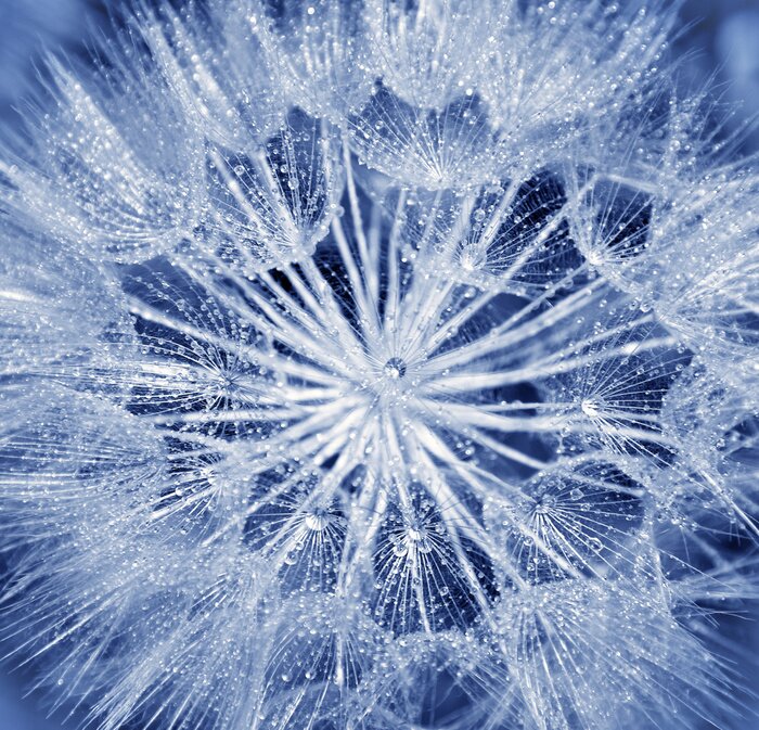 Tableau  Aigrettes de pissenlit