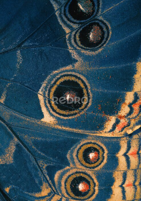 Tableau  aile de papillon bleu dessous
