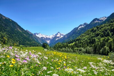 Tableau   Alpen, Blumenwiese in den Bergen mit Schnee auf Gipfel 