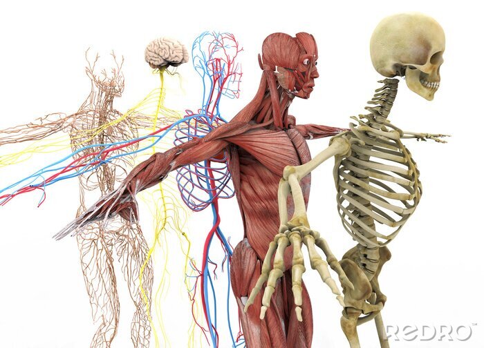 Tableau  anatomie