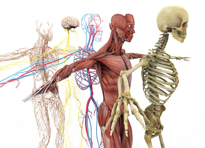 Tableau  Anatomie