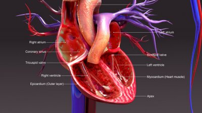 Tableau  Anatomie d'un cœur humain
