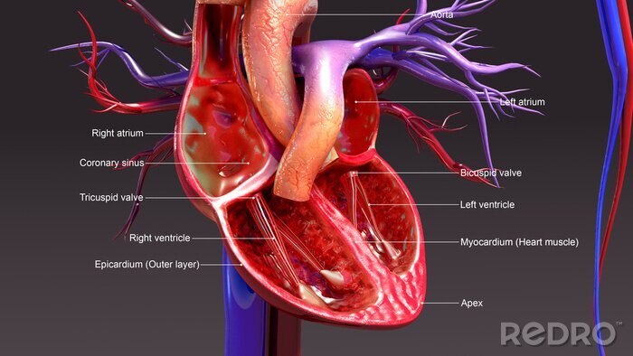 Tableau  Anatomie d'un cœur humain