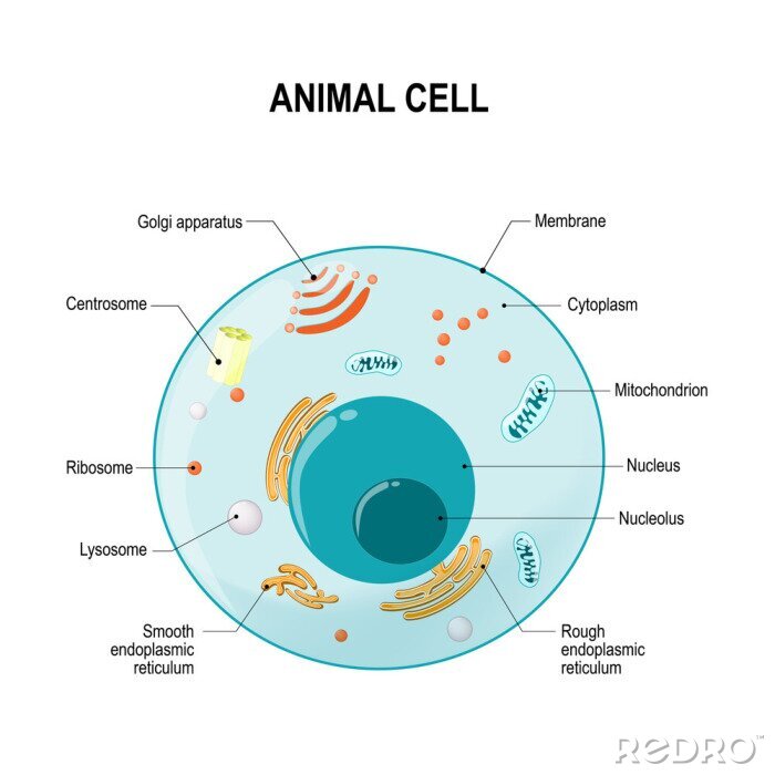 Tableau  Anatomie d'une cellule animale