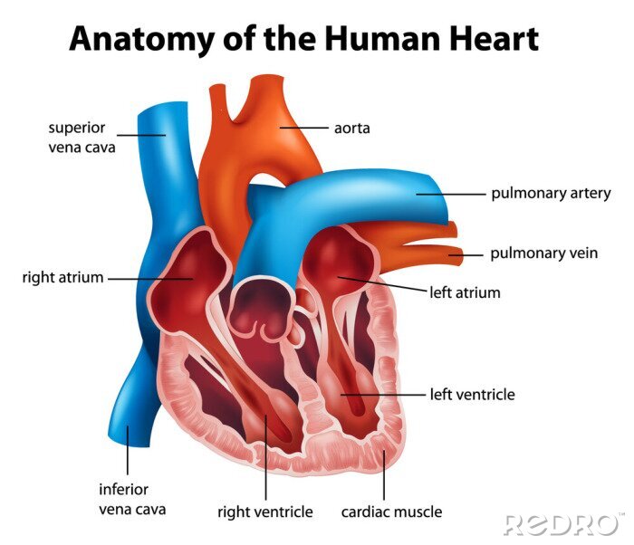 Tableau  Anatomie humaine de coeur