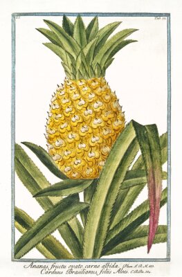Ancienne illustration botanique d'Ananas fructu ovato (Ananas vomosus). Par G. Bonelli sur Hortus Romanus, publ. N. Martelli, Rome, 1772 - 93