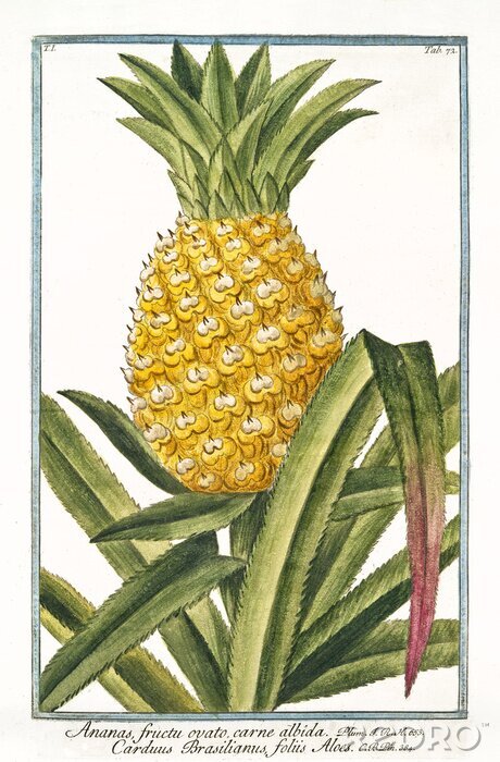 Tableau  Ancienne illustration botanique d'Ananas fructu ovato (Ananas vomosus). Par G. Bonelli sur Hortus Romanus, publ. N. Martelli, Rome, 1772 - 93