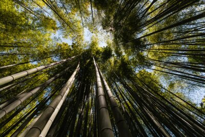 Tableau  Angle de vue large de la forêt de bambous