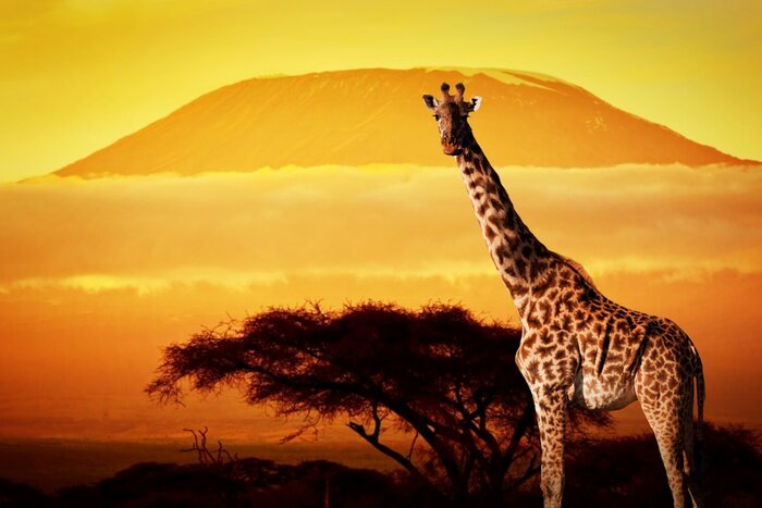 Tableau  Animal africain dans la savane