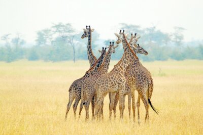 Animal africain en groupe