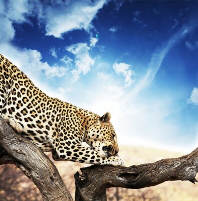 Animal agile léopard