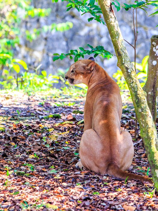 Tableau  Animal assis de dos