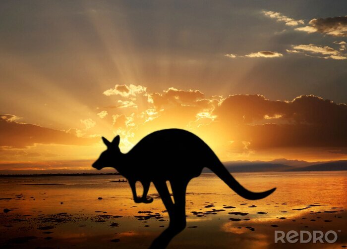 Tableau  Animal australien au coucher du soleil