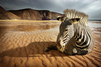Animal couché dans le désert