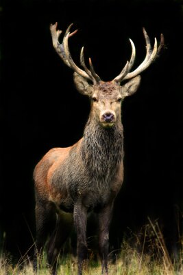 Animal debout dans l'ombre