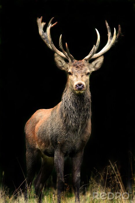 Tableau  Animal debout dans l'ombre