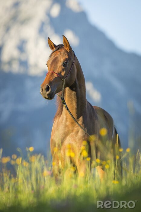 Tableau  Animal et chaîne de montagnes en arrière-plan