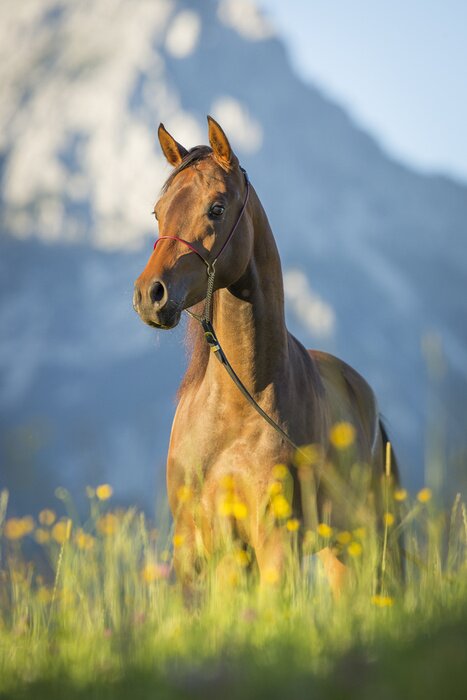 Tableau  Animal et chaîne de montagnes en arrière-plan