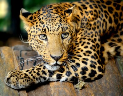 Animal léopard accroupi