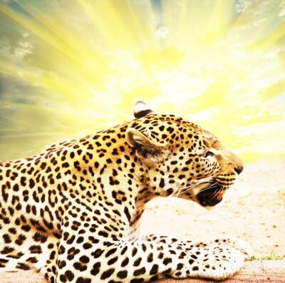 Animal léopard au soleil
