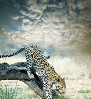 Animal léopard descendant de la branche