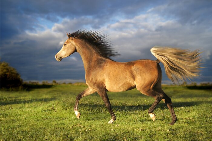 Tableau  Animal majestueux 3D