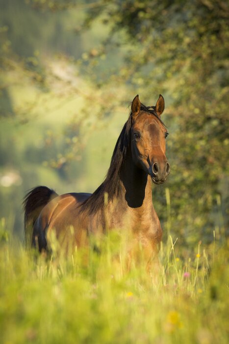Tableau  Animal marchant dans les herbes