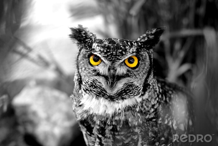 Tableau  Animal nocturne