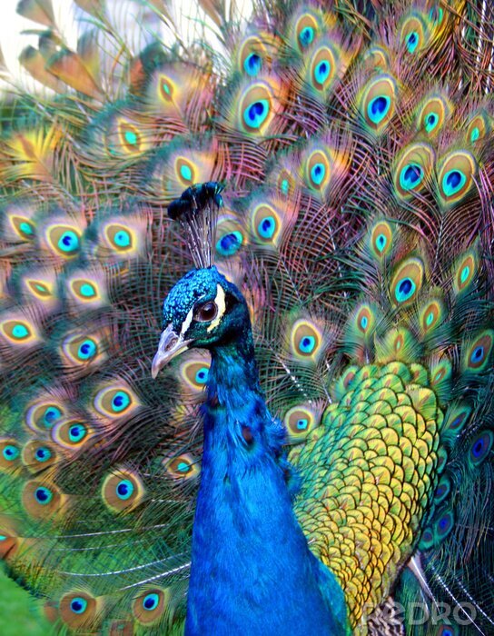 Tableau  Animal paon fier